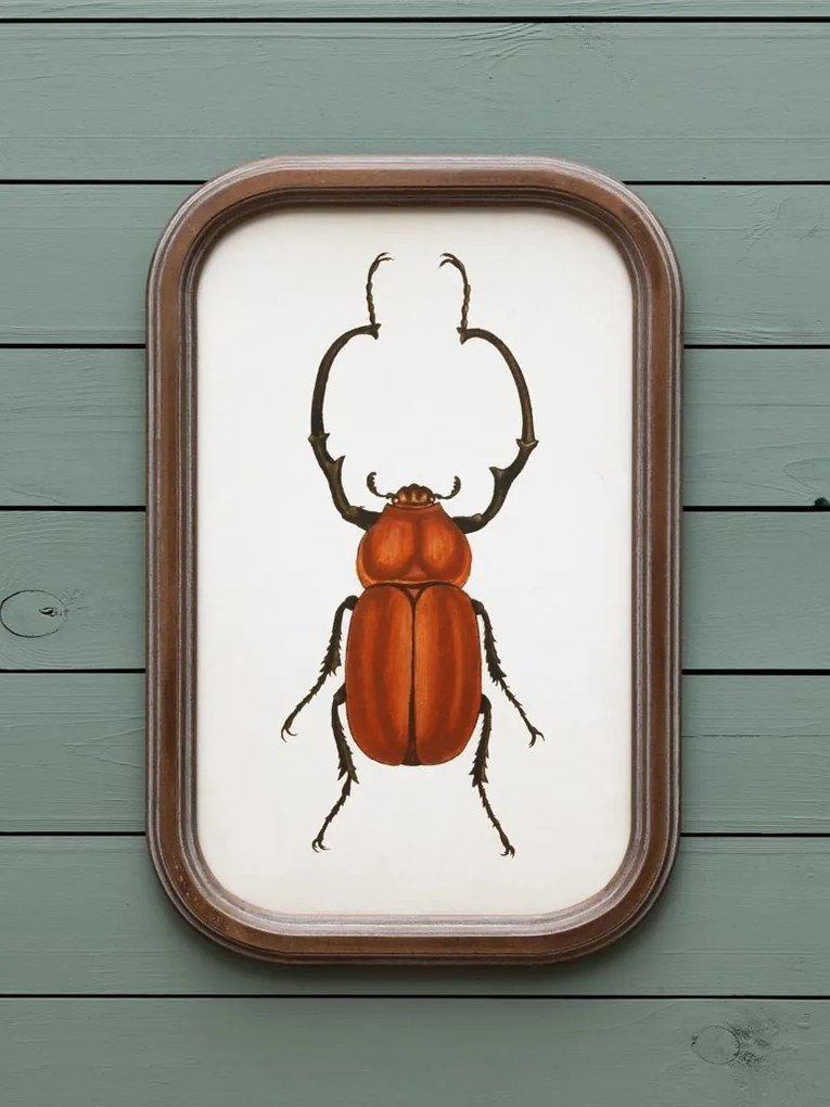 Set 9 tablouri cu insecte, cu rama din lemn de pin, Insects