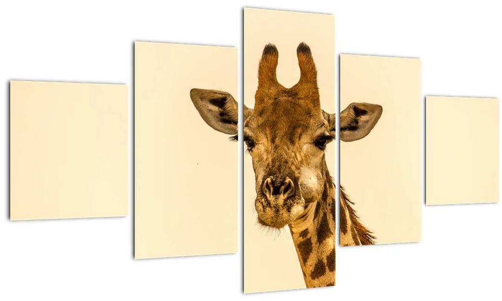 Tablou cu girafe (125x70 cm), în 40 de alte dimensiuni noi