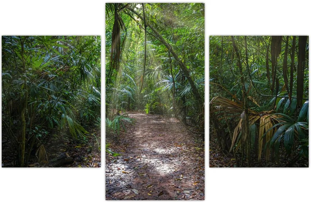 Tablou - Razele solare în junglă (90x60 cm)