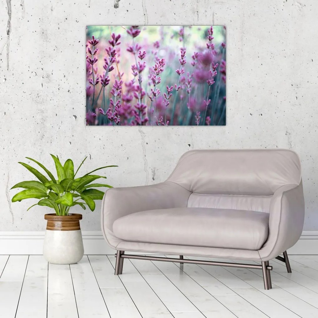 Tablou - Lavandă (70x50 cm)
