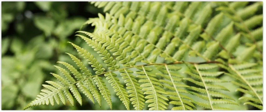 Tablou - Frunză de ferigă (120x50 cm)
