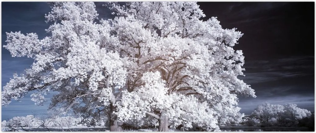Tablou - Albă ca Zăpada Copac (120x50 cm)