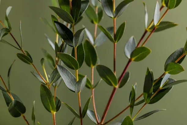 Fotografie Green eucalyptus branches on dark background, Katerina Era / 500px