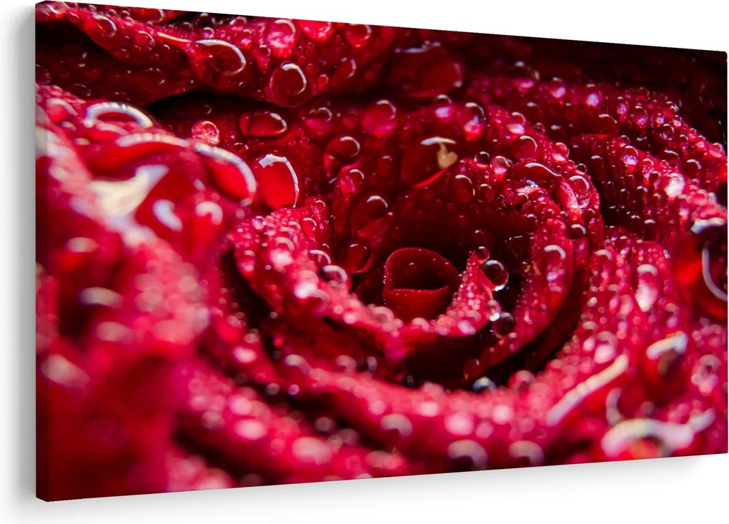 Tablou cu floarea trandafirului roșu (90x60 cm)
