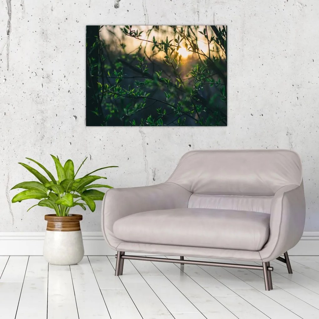 Tablou pe sticlă - Soarele strălucind printre crengile copacilor (70x50 cm)