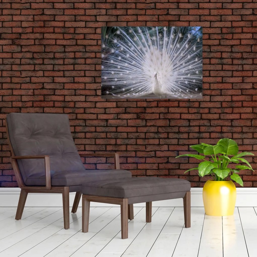 Tablou - Păun alb (70x50 cm)