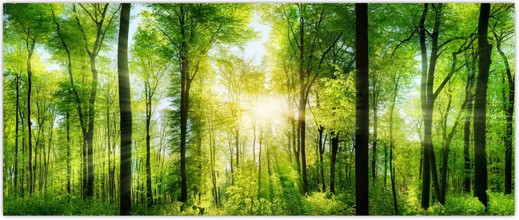 Tablou - Răsărit în pădure (120x50 cm)