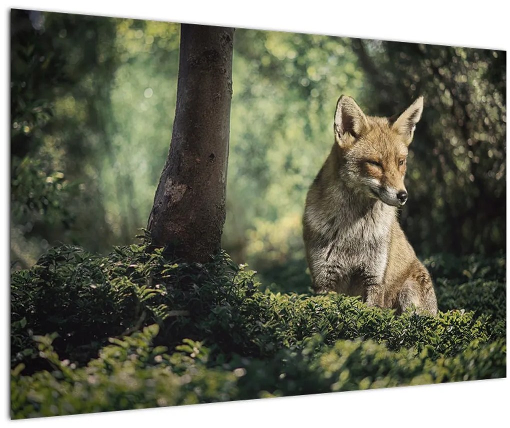 Tablou cu vulpe (90x60 cm)