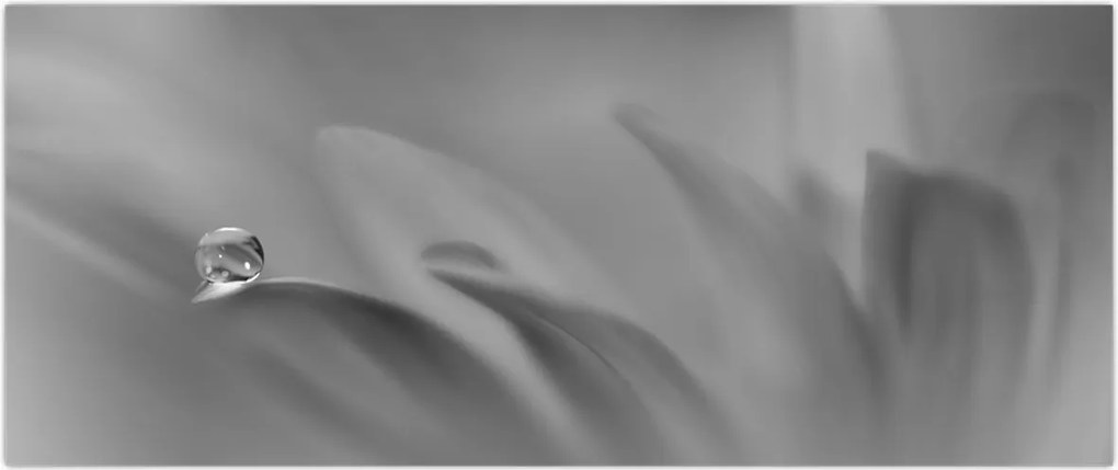 Tablou - Picătură pe floare,alb-negru (120x50 cm)