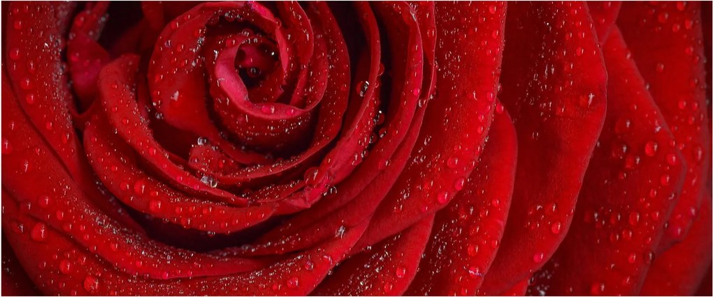 Tablou - detaliu de trandafir (120x50 cm)