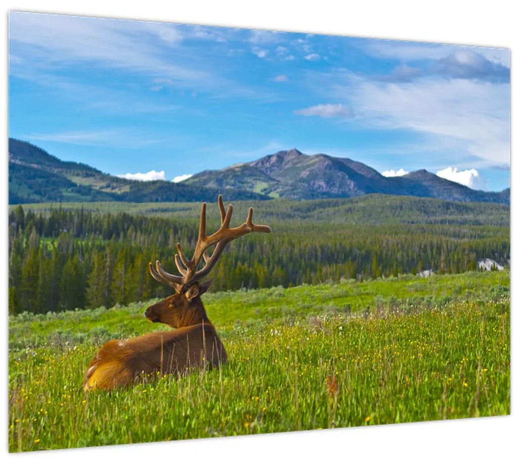 Tablou - Cerb în luncă (70x50 cm)