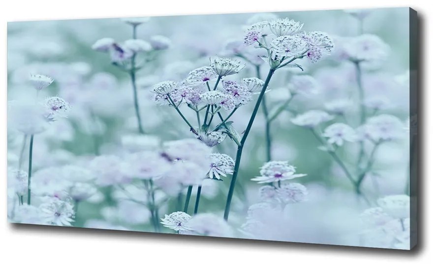 Print pe pânză Astrantia majore
