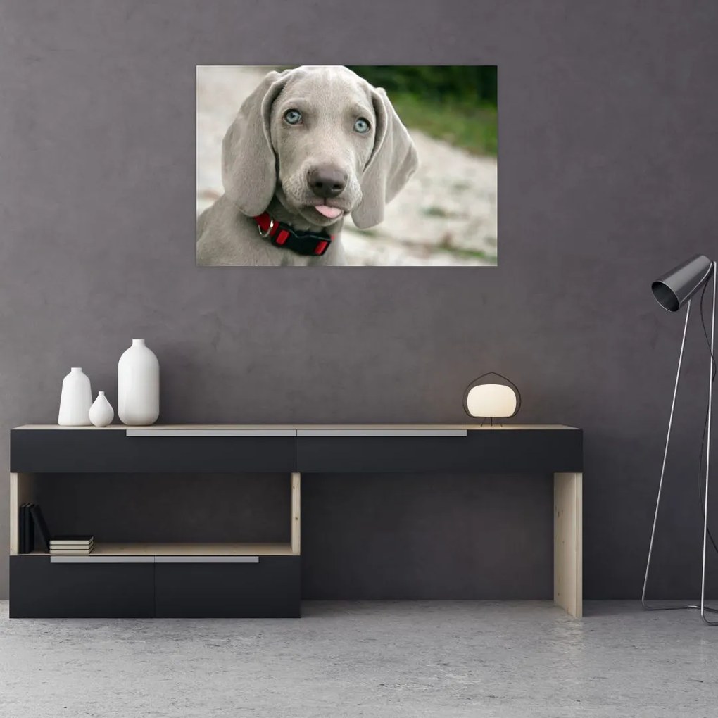Tablou - cățeluș weimaraner (90x60 cm)