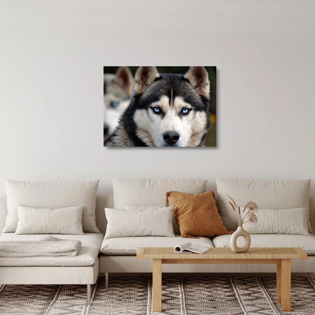 Tablou pe sticlă cu câinele husky (70x50 cm)