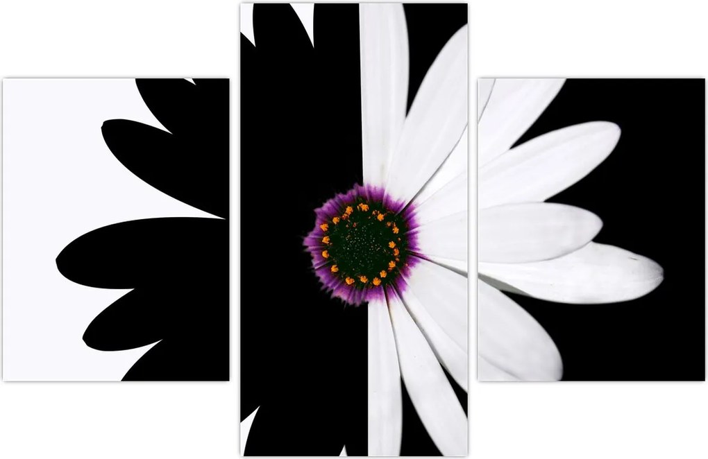 Tablou - Floare, alb- negru (90x60 cm)