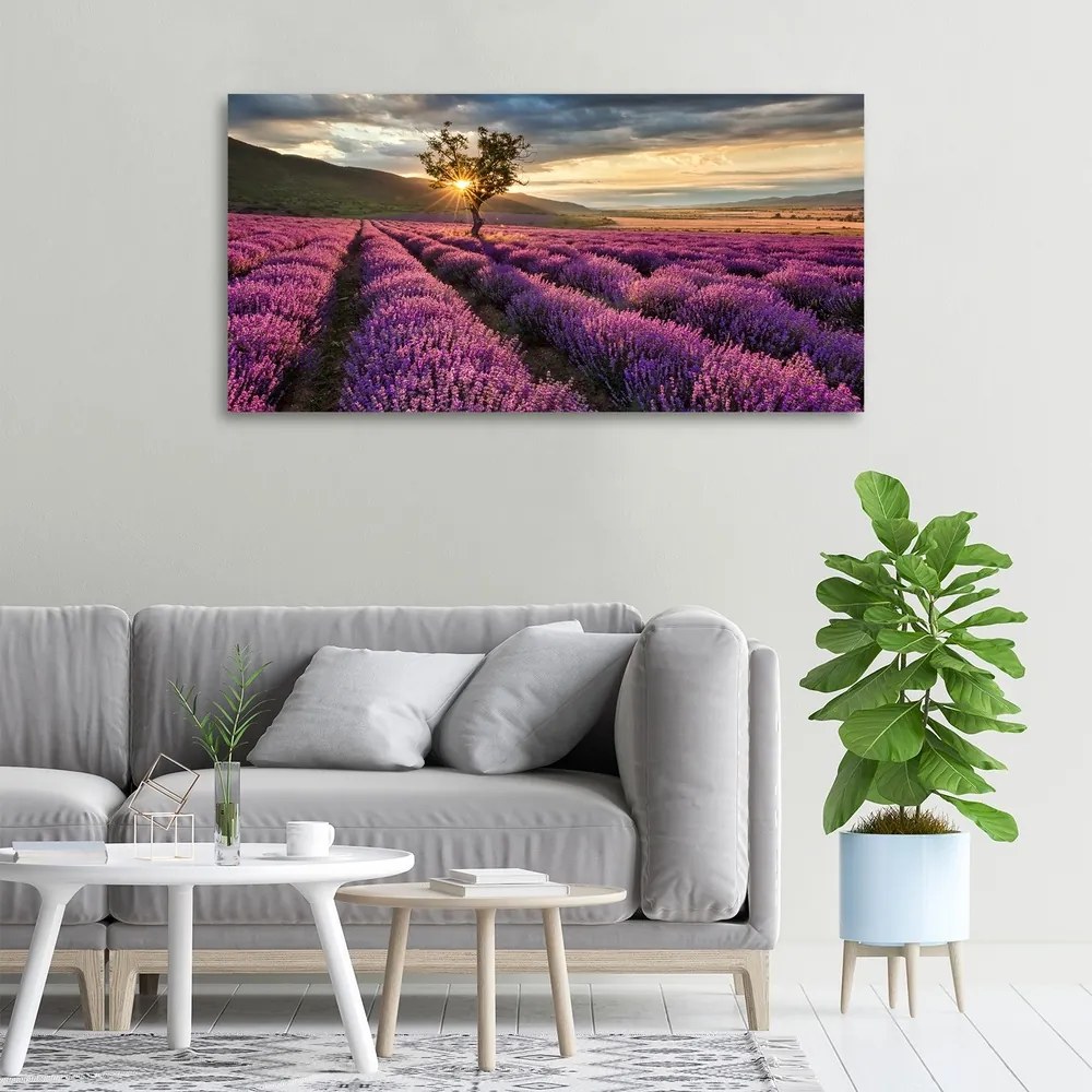 Tablou pe pânză canvas Câmp de lavandă