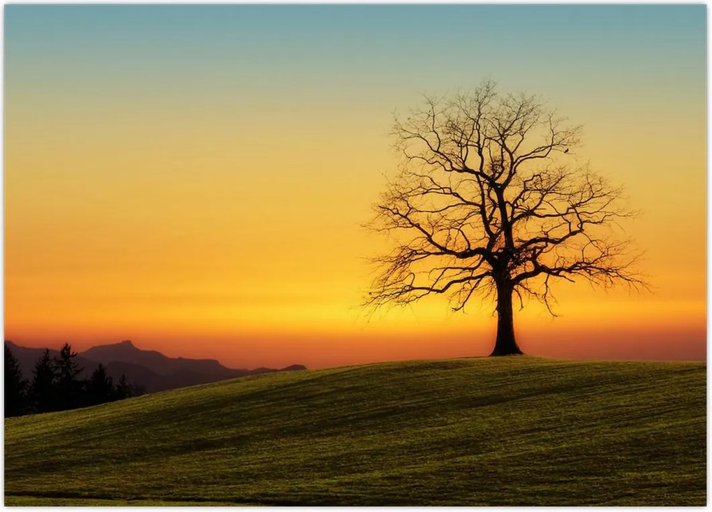 Tablou - Copacul în câmp (70x50 cm)