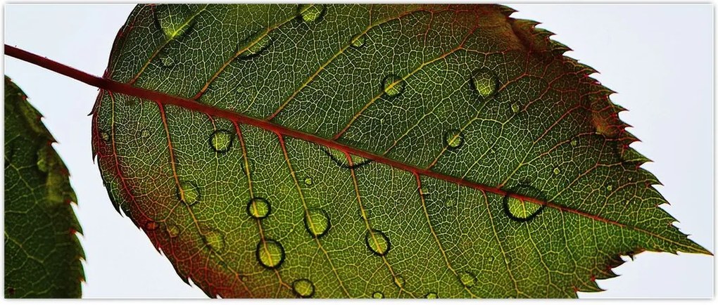 Tablou - Frunze de trandafir (120x50 cm)