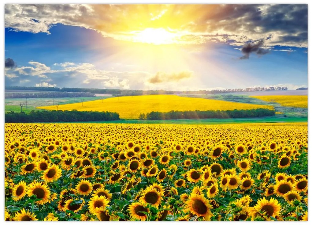 Tablou pe sticlă - Câmp cu floarea soarelui (70x50 cm)
