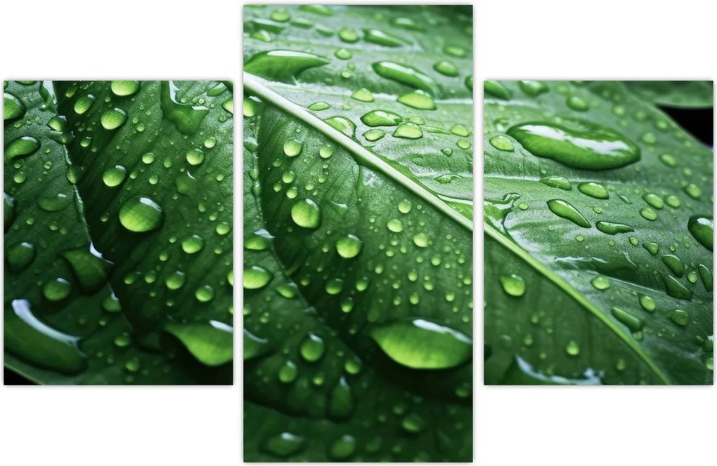 Tablou - Detaliu de frunze după ploaie (90x60 cm)