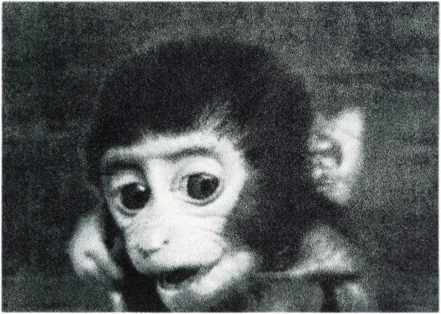 Covor ușă Hanse Home StateMat Monkey, 50 x 75 cm, gri