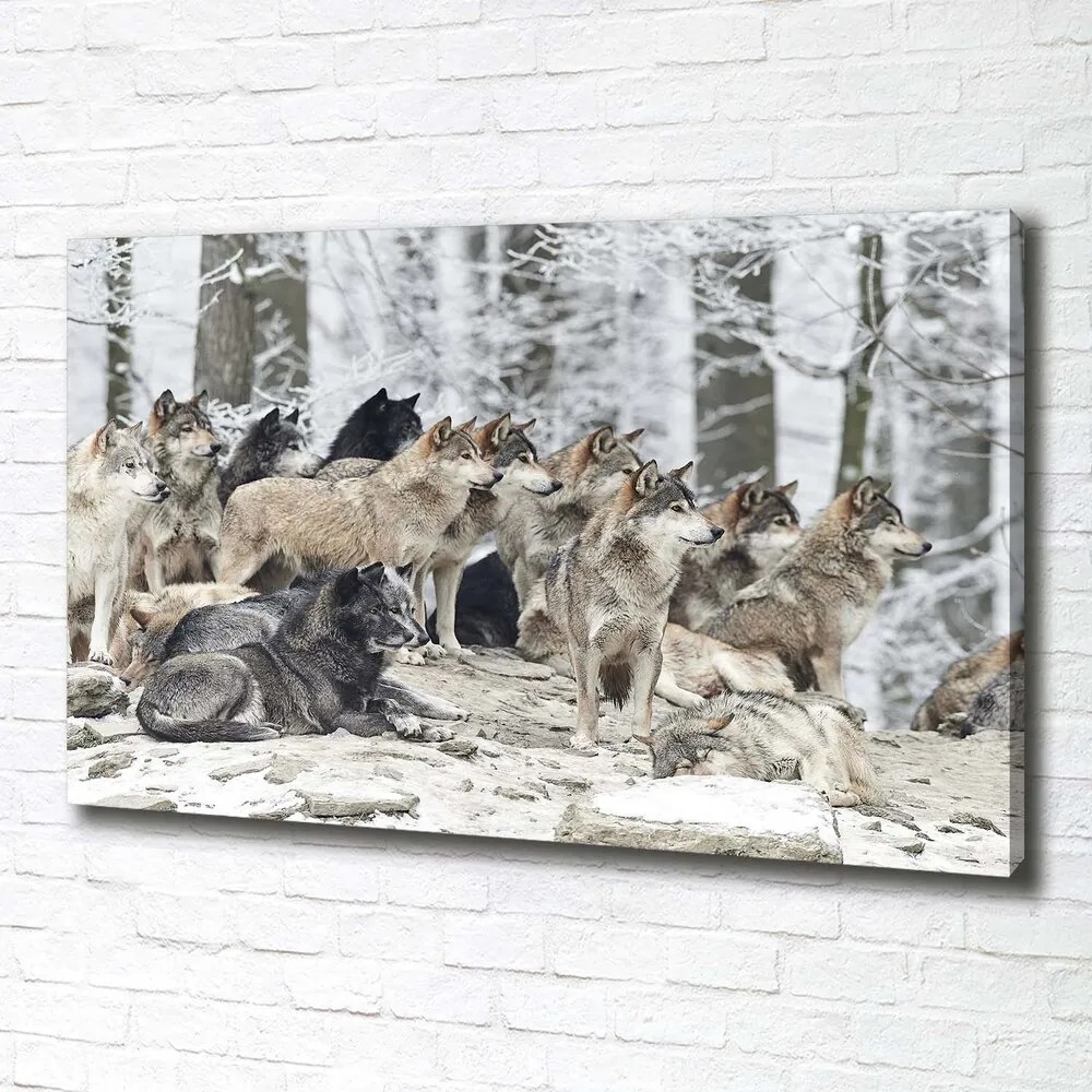 Tablou pe pânză canvas Lupi în timpul iernii