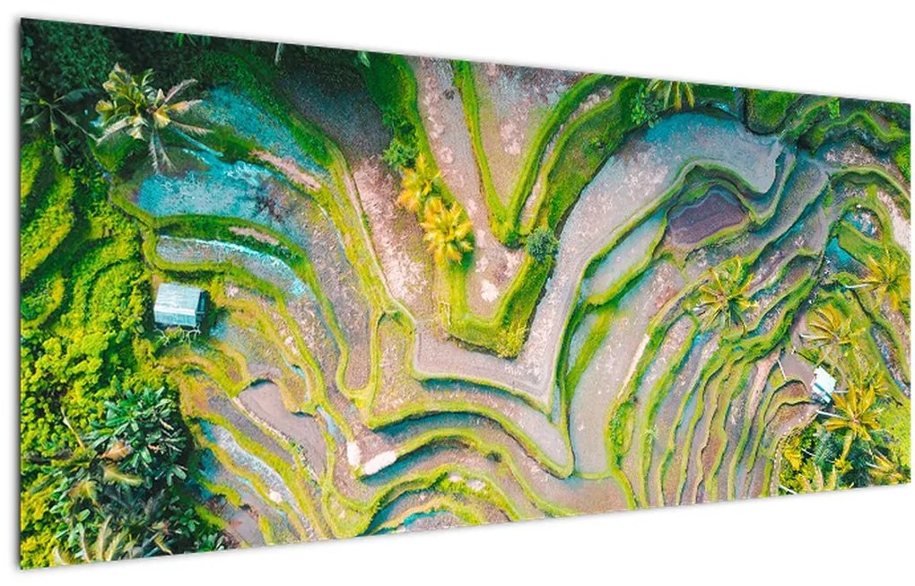Tablou cu lanuri de orez din privire de sus (120x50 cm)