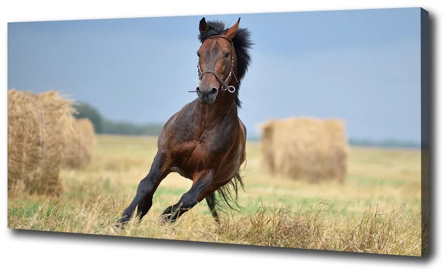 Tablou canvas Un cal în galop