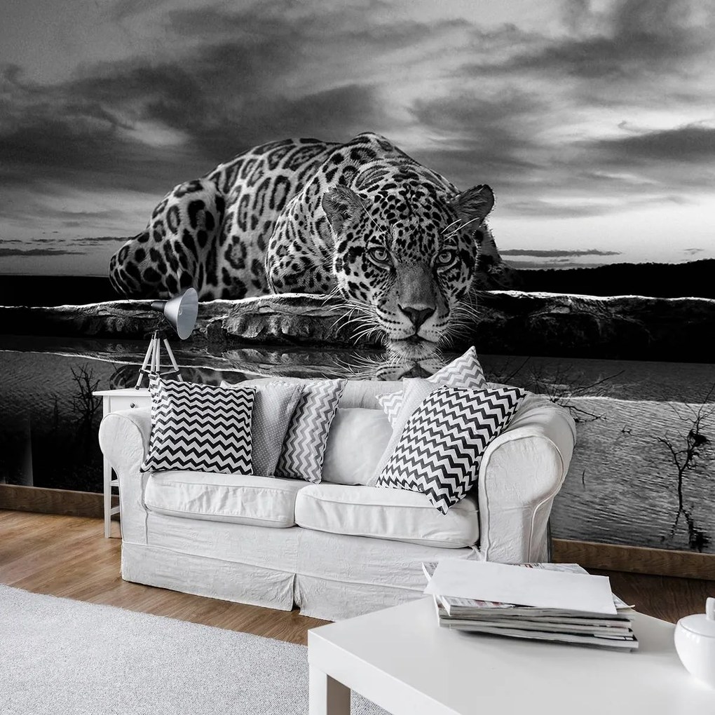 Fototapet - Jaguar târâtor în alb și negru (254x184 cm)