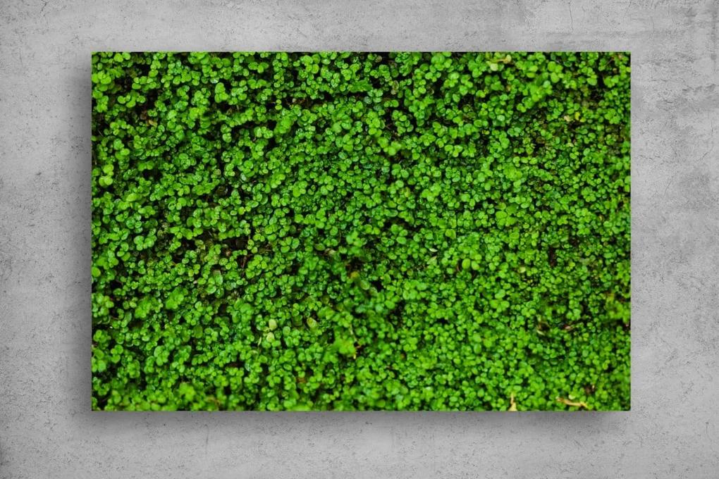 Tablou Canvas - Covorul verde