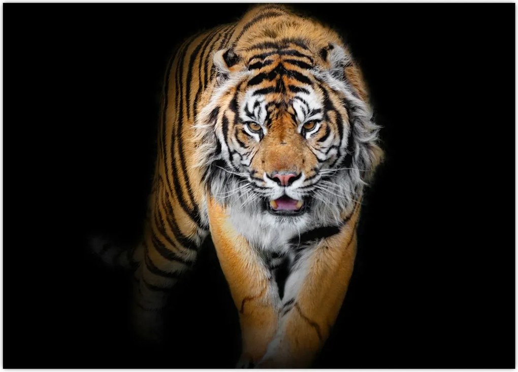 Tablou - Tiger (70x50 cm)