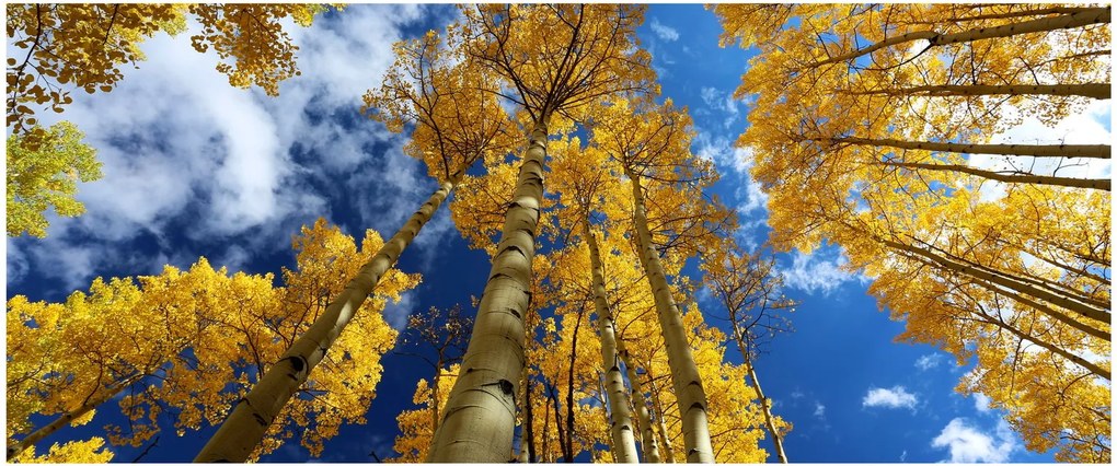 Tablou - Aspen (120x50 cm)