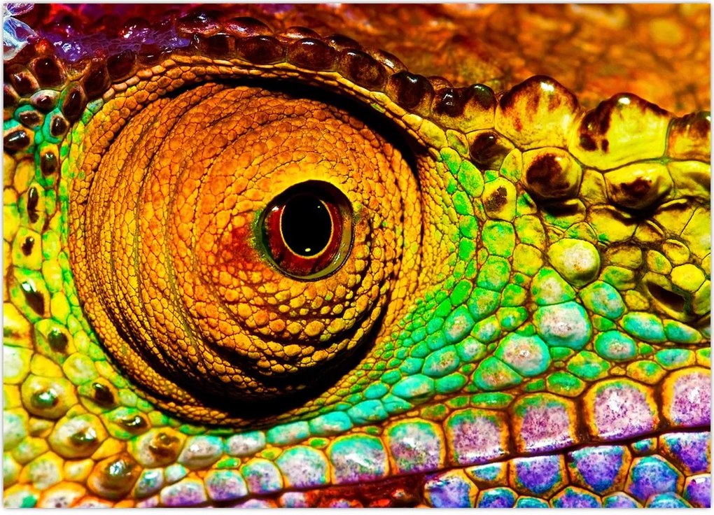 Tablou - Cameleon (70x50 cm)