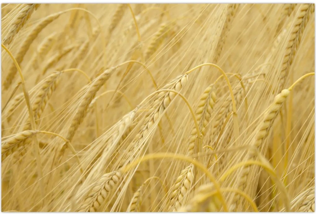 Tablou - Orz (90x60 cm)