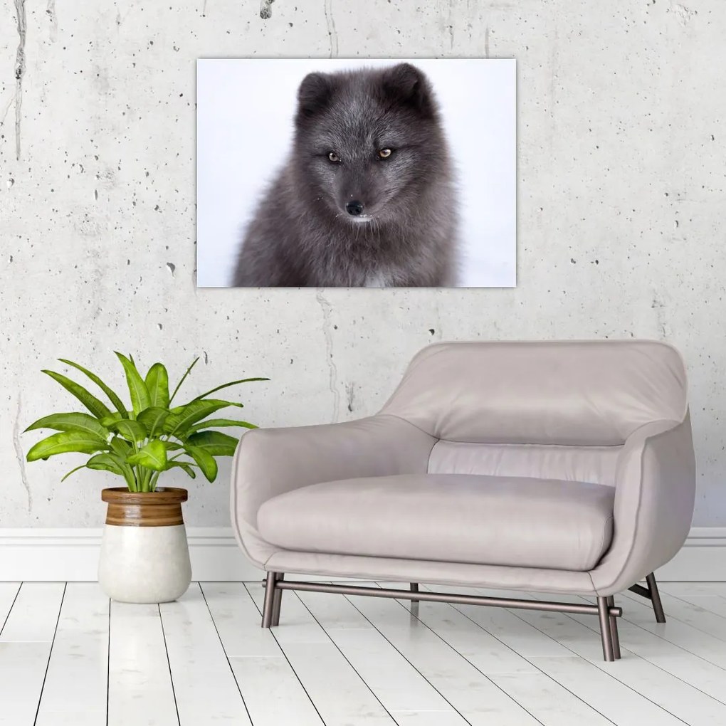 Tablou cu vulpe polară (70x50 cm)