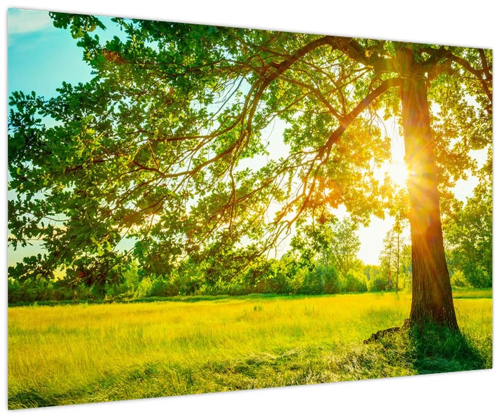 Tablou - Pădurea însorită (90x60 cm)