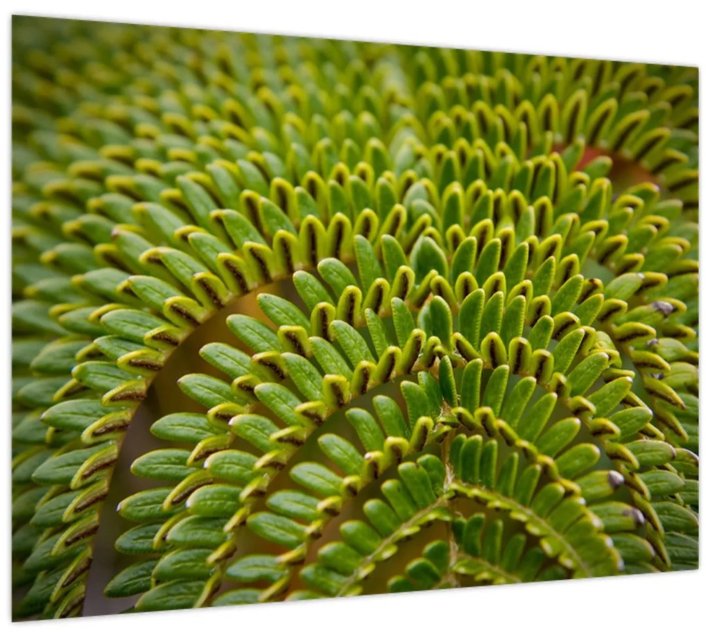 Tablou - Fern (70x50 cm)