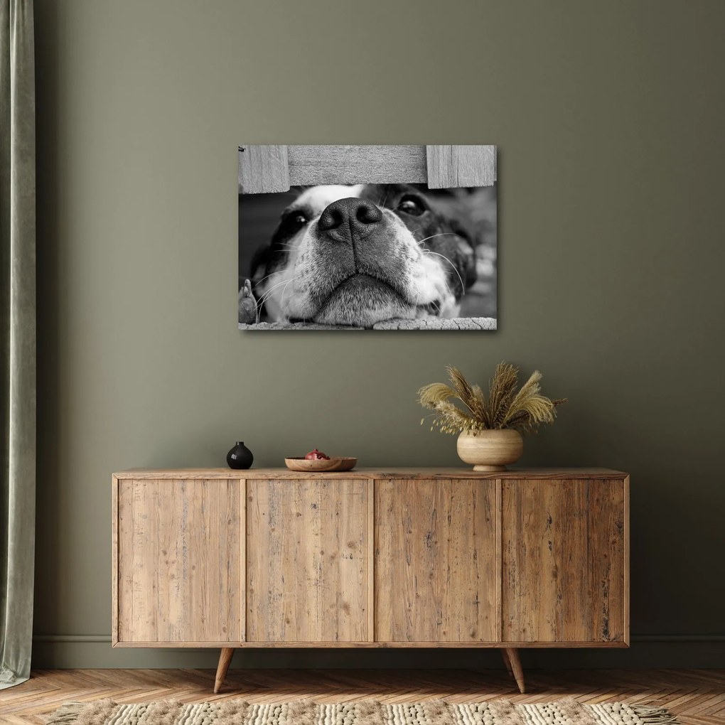 Tablou cu câine (70x50 cm)