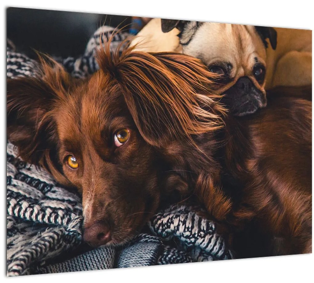 Tablou cu câini dormind (70x50 cm), în 40 de alte dimensiuni noi