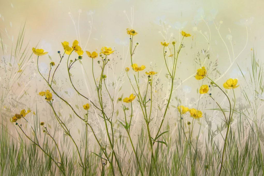 Tapet Buttercups, Rebel Walls