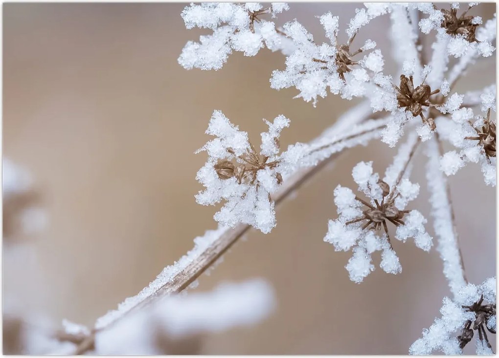 Tablou - Îngheț (70x50 cm)