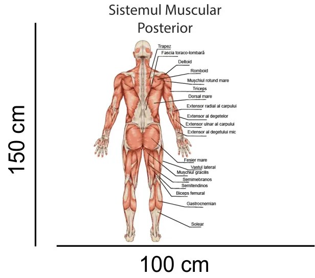 Sticker perete Sistemul Muscular Posterior