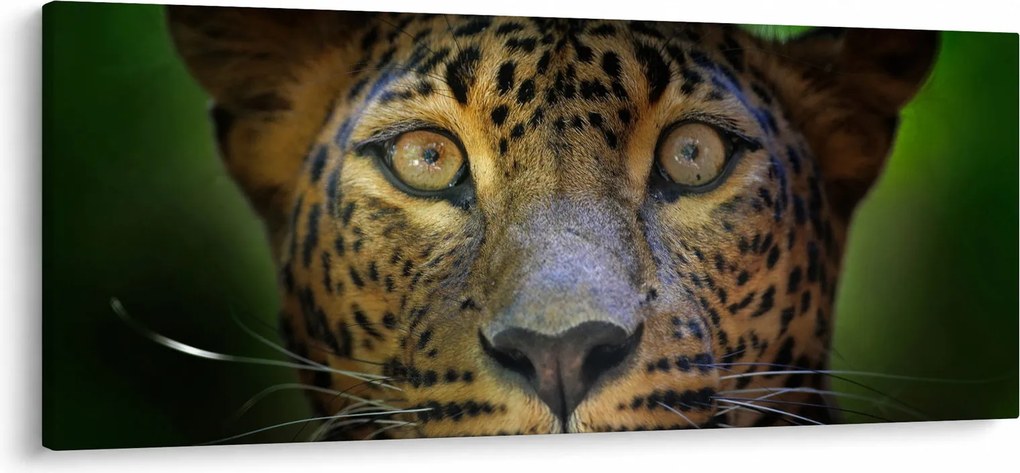 Tablou - Portretul leoparduslui, Sri Lanka (120x50 cm)