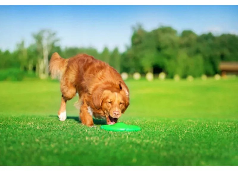 Frisbee pentru caini Flyber 62175, 22 cm, Forma unica, Inofensiv pentru dintii cainilor, Verde