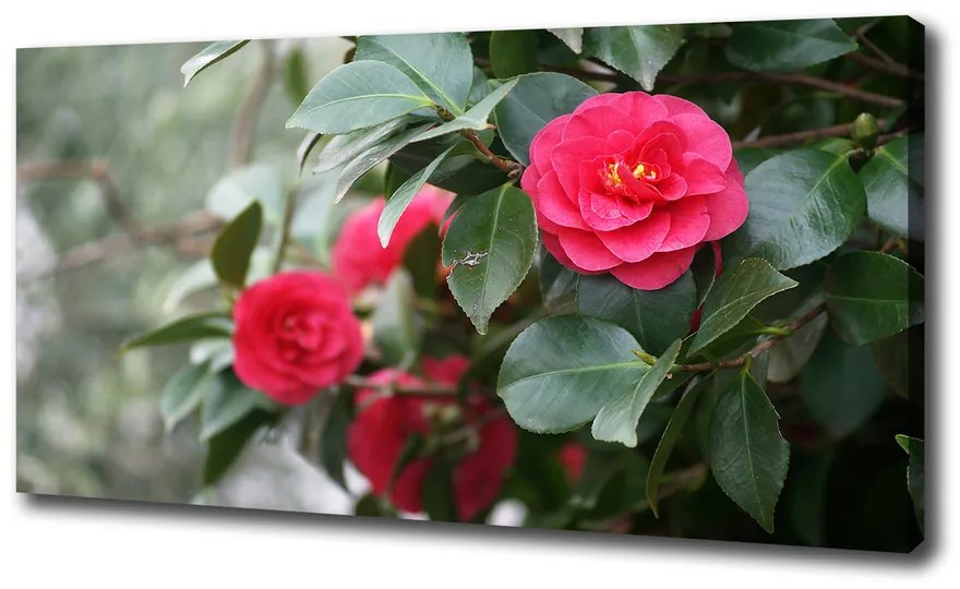 Pictură pe pânză Camelia