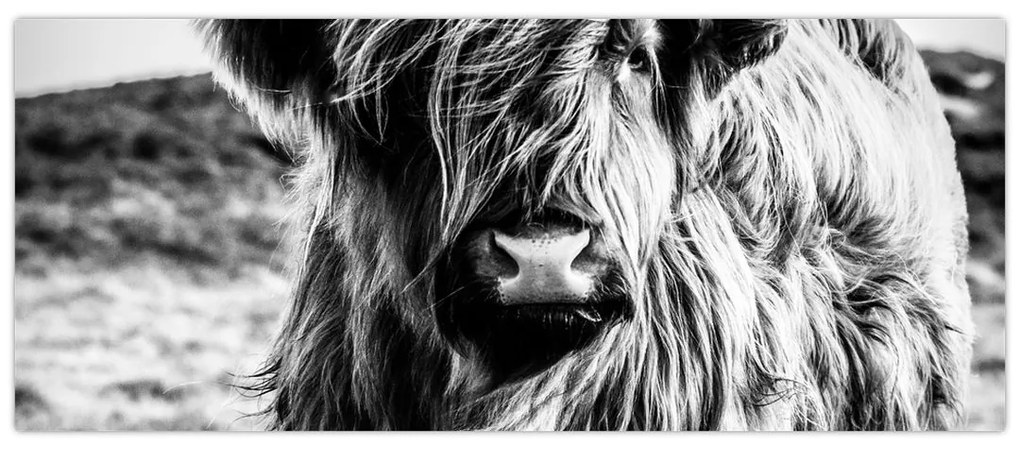 Tablou - Highland - vacă scoțiană (120x50 cm)