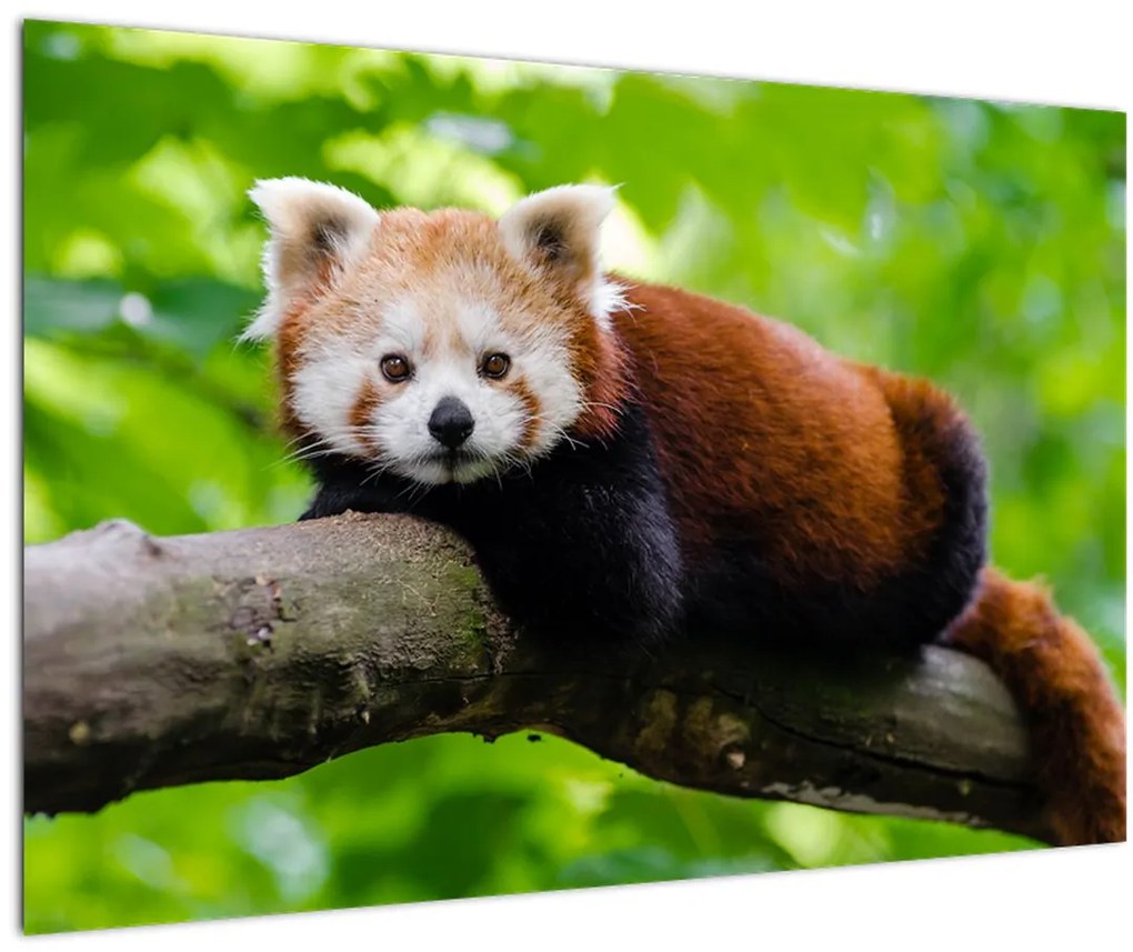 Tablou cu panda roșie (90x60 cm)