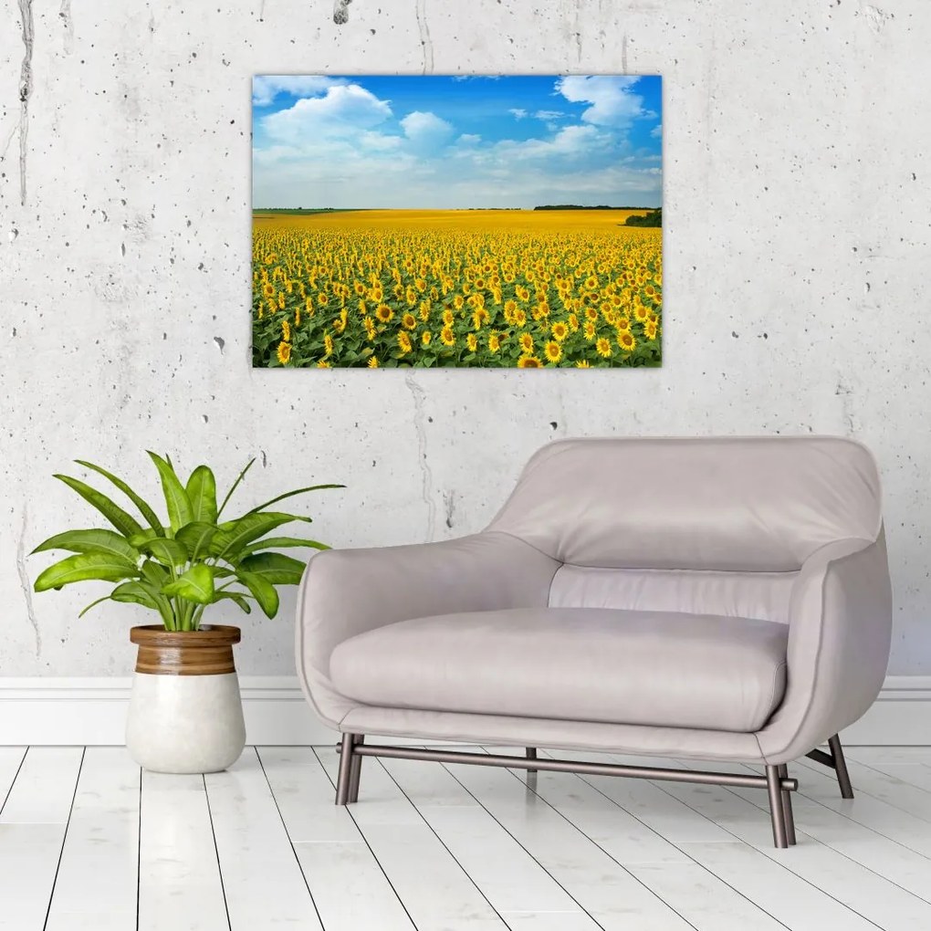 Tablou pe sticlă - câmp cu floarea soarelui (70x50 cm)