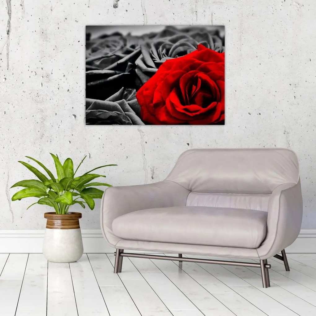 Tablou pe sticlă - Flori de trandafir (70x50 cm)