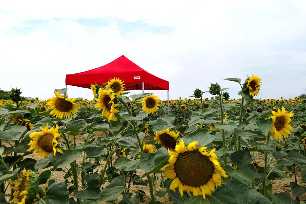 Cort promoțional profesional tip foarfecă 3x4,5m | Profil ALU masiv 1,8mm - cu 3 pereți - Portocaliu